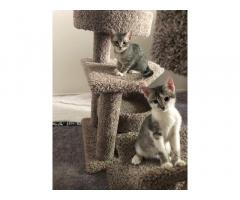 Adorable and playful kittens for adoption! Two brothers are looking for a new home!