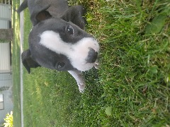 7 week old male pitbull puppy