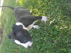 7 week old male pitbull puppy