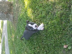 7 week old male pitbull puppy