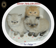 Persian & Himalayan Persian Kittens