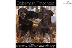 Doberman Pinschers for Sale