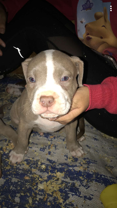 Funny Cheap Blue Nose Pitbull Puppies For Sale In California