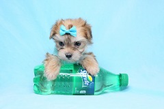 Boy With Luv - Teacup Morkie Puppy