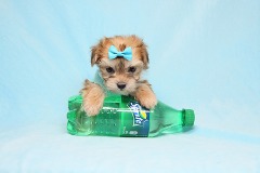 Boy With Luv - Teacup Morkie Puppy