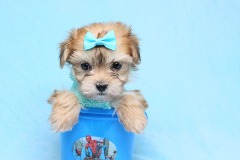 Boy With Luv - Teacup Morkie Puppy