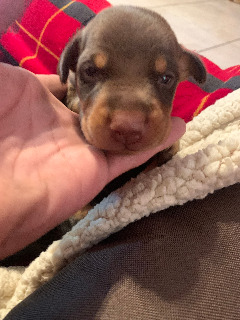 Pennysaver Doberman In Los Angeles