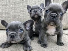 Pennysaver Dogs For Sale In Michigan